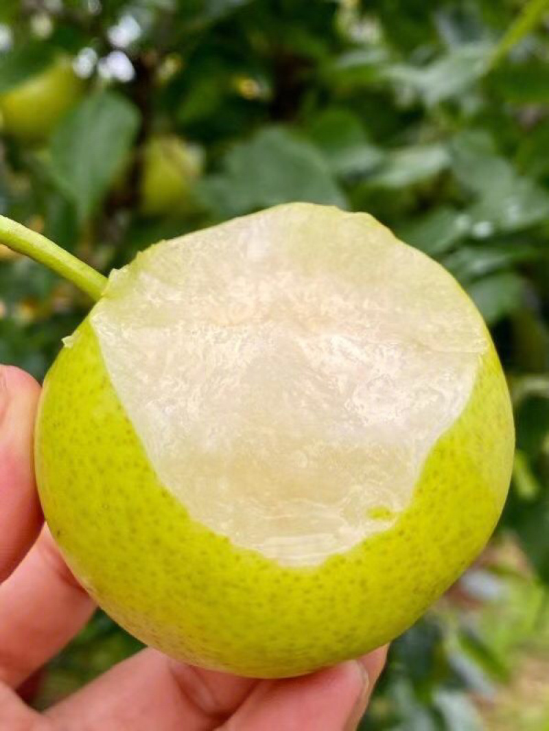 梨丁香梨雪花梨早白蜜蜂糖梨保质保量量大从优