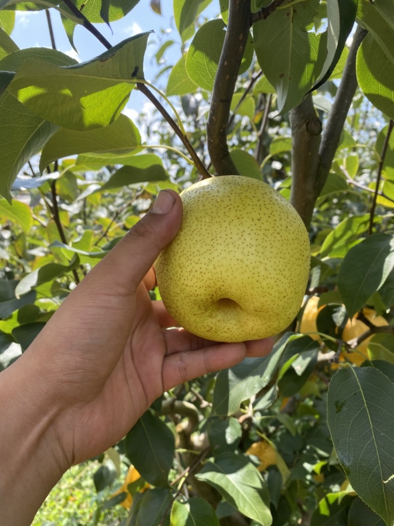梨丁香梨雪花梨早白蜜蜂糖梨保质保量量大从优