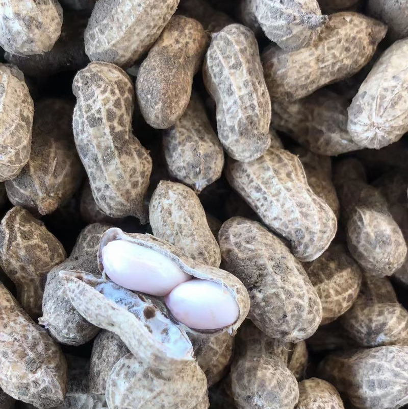 （推荐）广西花生精品花生货源充足现货现发诚信经营