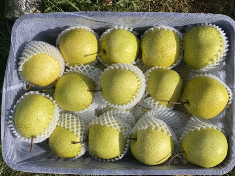 梨丁香梨雪花梨早白蜜蜂糖梨保质保量量大从优