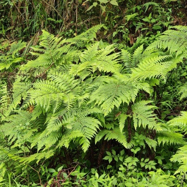 虹鳞肋毛蕨红磷蕨亮鳞肋毛蕨富贵蕨一手货源货源充足