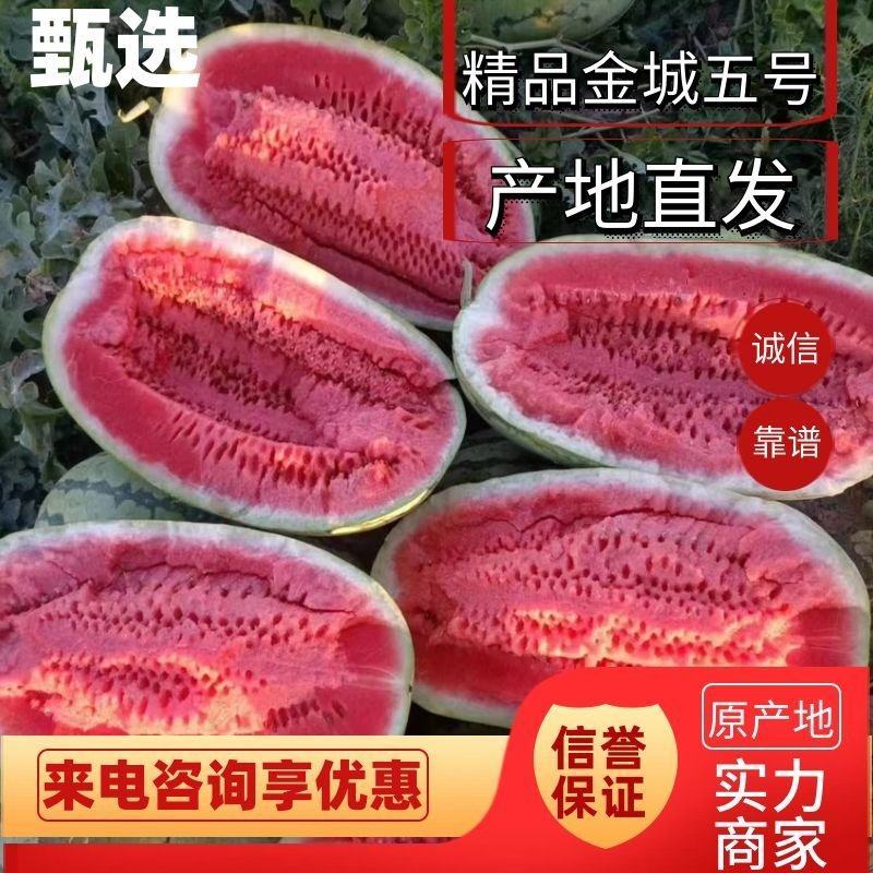 新疆哈密金城5号西瓜个大汁多甜度高包熟包甜