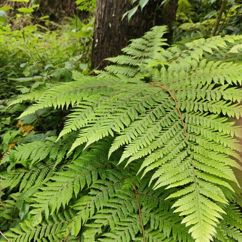 虹鳞肋毛蕨红磷蕨亮鳞肋毛蕨富贵蕨一手货源货源充足