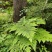 虹鳞肋毛蕨红磷蕨亮鳞肋毛蕨富贵蕨一手货源货源充足