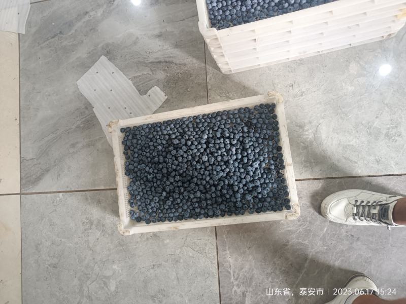 基地大批量蓝莓上市