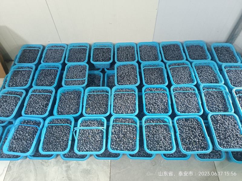 基地大批量蓝莓上市