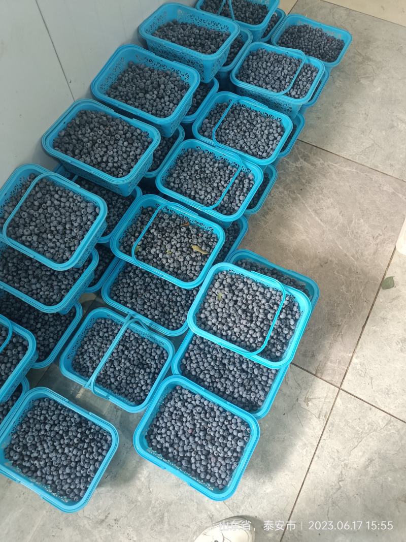 基地大批量蓝莓上市