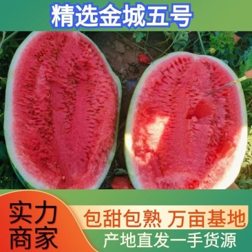 新疆哈密金城五号万亩西瓜基地，日产20万斤支持视频看货
