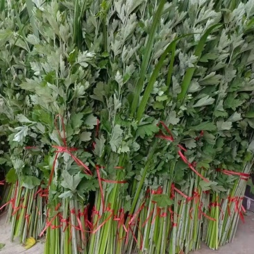 艾草