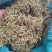 贵州金银花，产地直销规格齐全，一手货源，量大从优