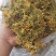 贵州金银花，产地直销规格齐全，一手货源，量大从优
