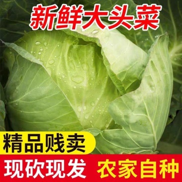 京丰奥奇娜扁包菜新货大量上市支持产地视频看货