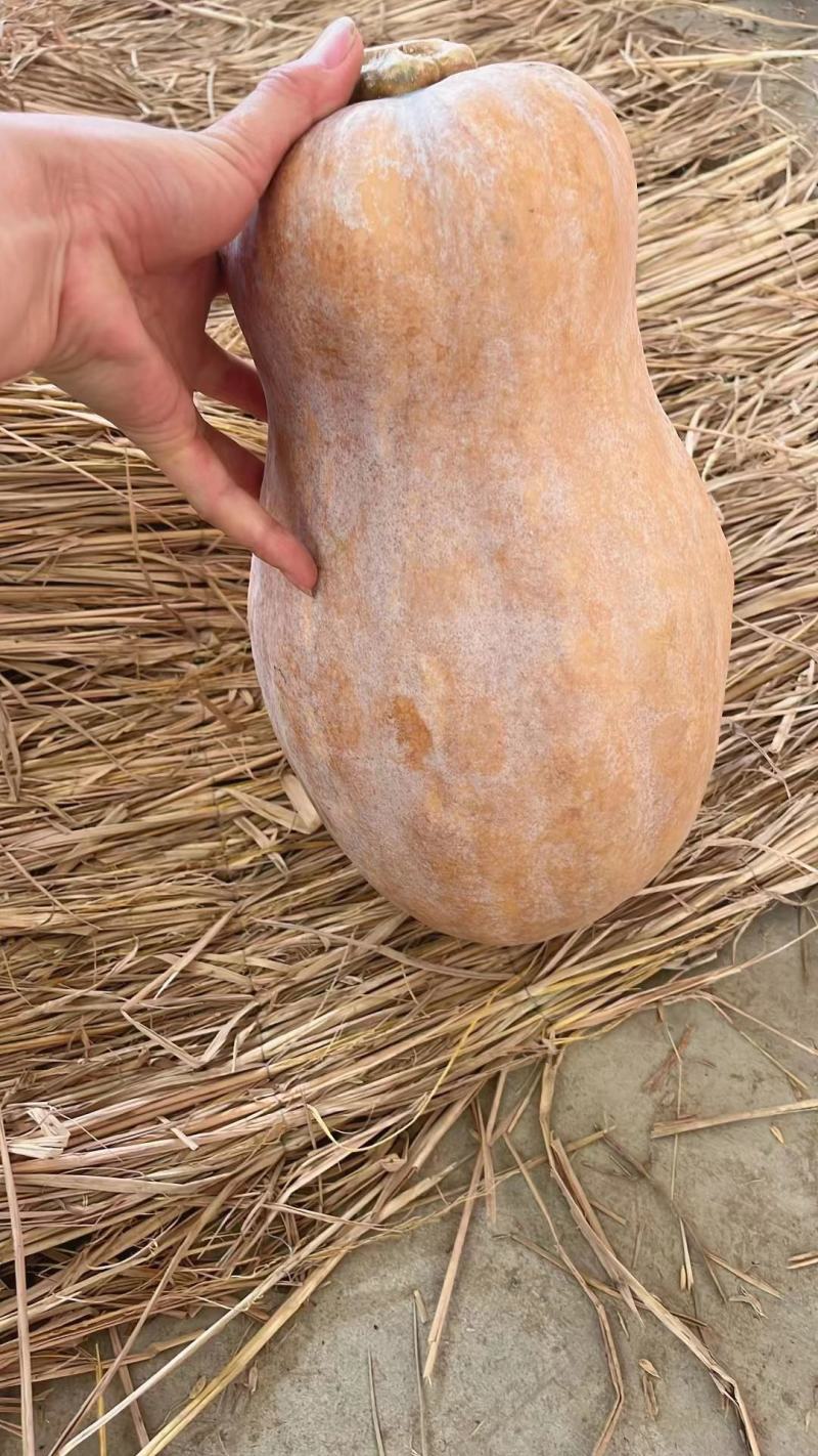 精品蜜本老南瓜支持产地视频看货欢迎大家订购