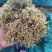 贵州金银花山银花，无硫，晒花，货足，质量保证