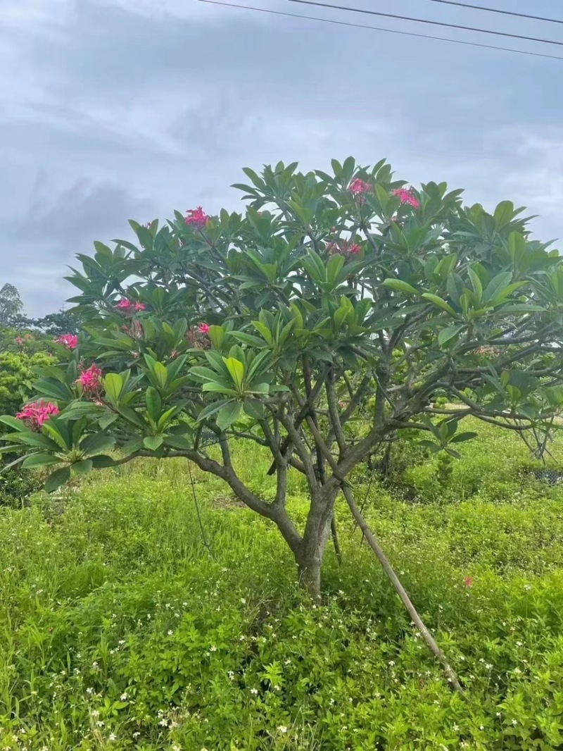 红花鸡蛋花，各种规格齐全，大量供应需要来电咨询