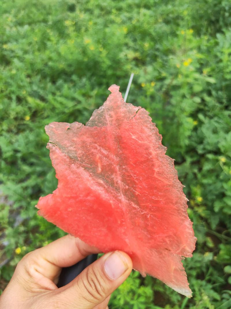 低价炸街货电商瓜，黑美人，绿裳，甜王，美都，无子西瓜等。