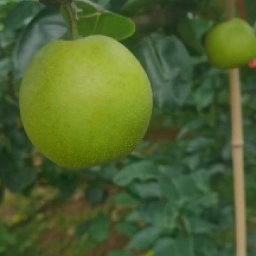 翠冠梨