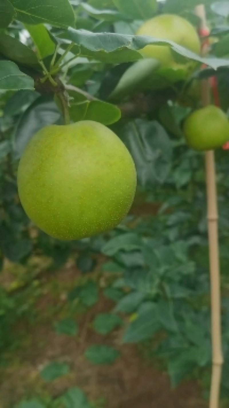 翠冠梨