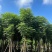 国庆花，黄山栾树各种规格齐全。支持视频看货欢迎联系