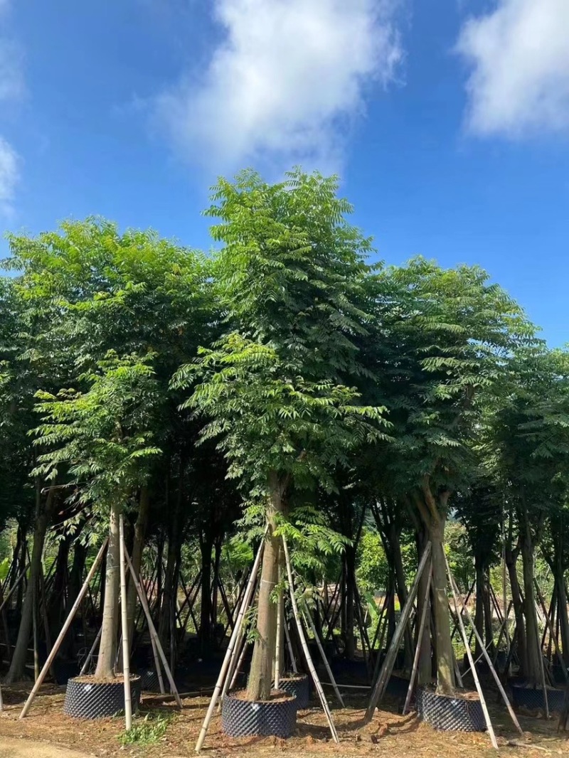 国庆花，黄山栾树各种规格齐全。支持视频看货欢迎联系