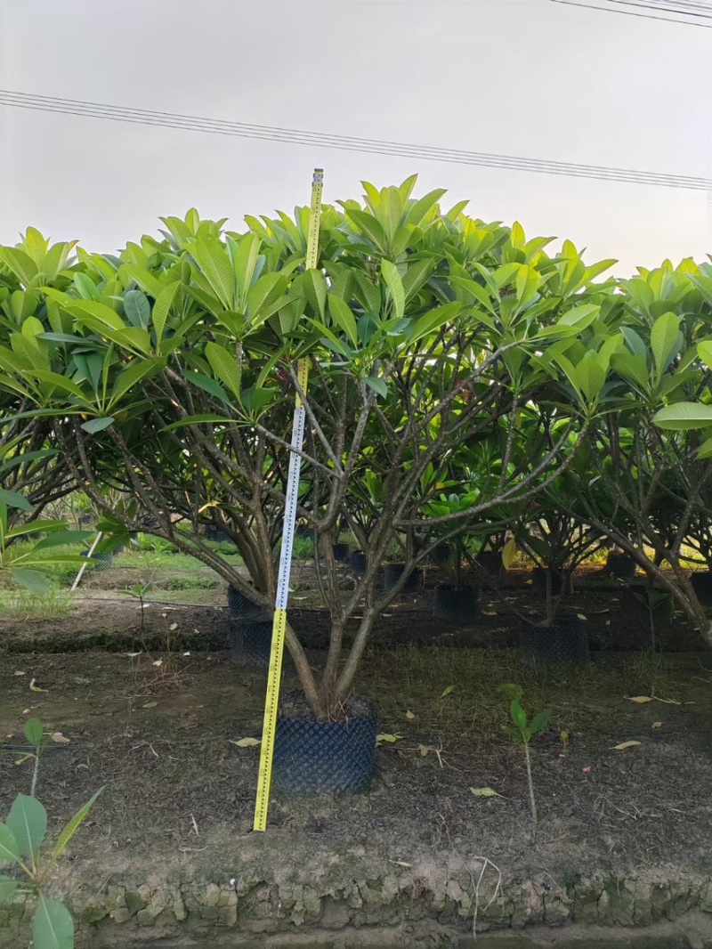 红花鸡蛋花，各种规格齐全，大量供应需要来电咨询