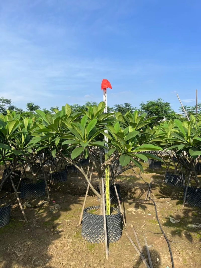 红花鸡蛋花，各种规格齐全，大量供应需要来电咨询