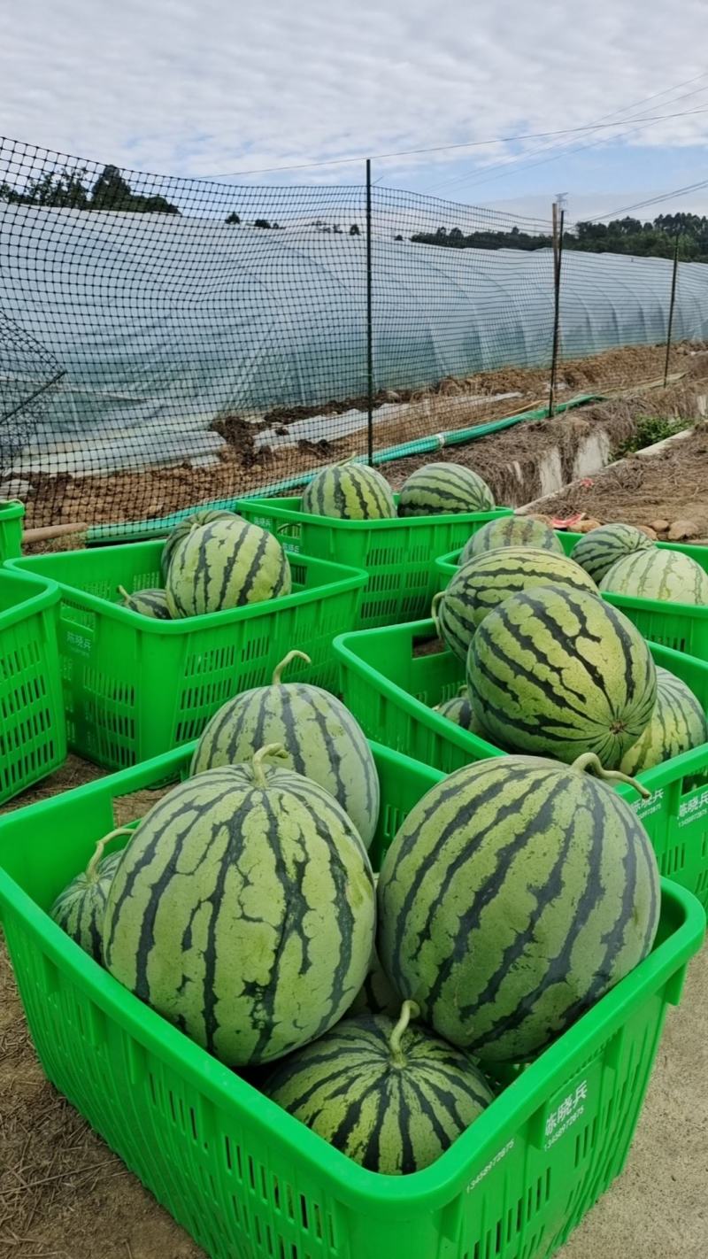 《推荐》四川绵阳安州区美都西瓜，自家种植品质保证欢迎采购