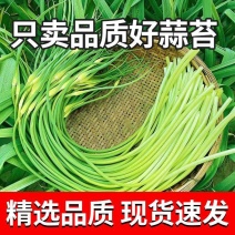 [精品]红帽蒜白帽蒜苔原产地发货对接各大市场商超电商