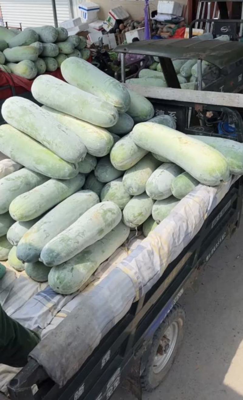 福建省白皮冬瓜一手货源产地直供，供应稳定，量大，货优