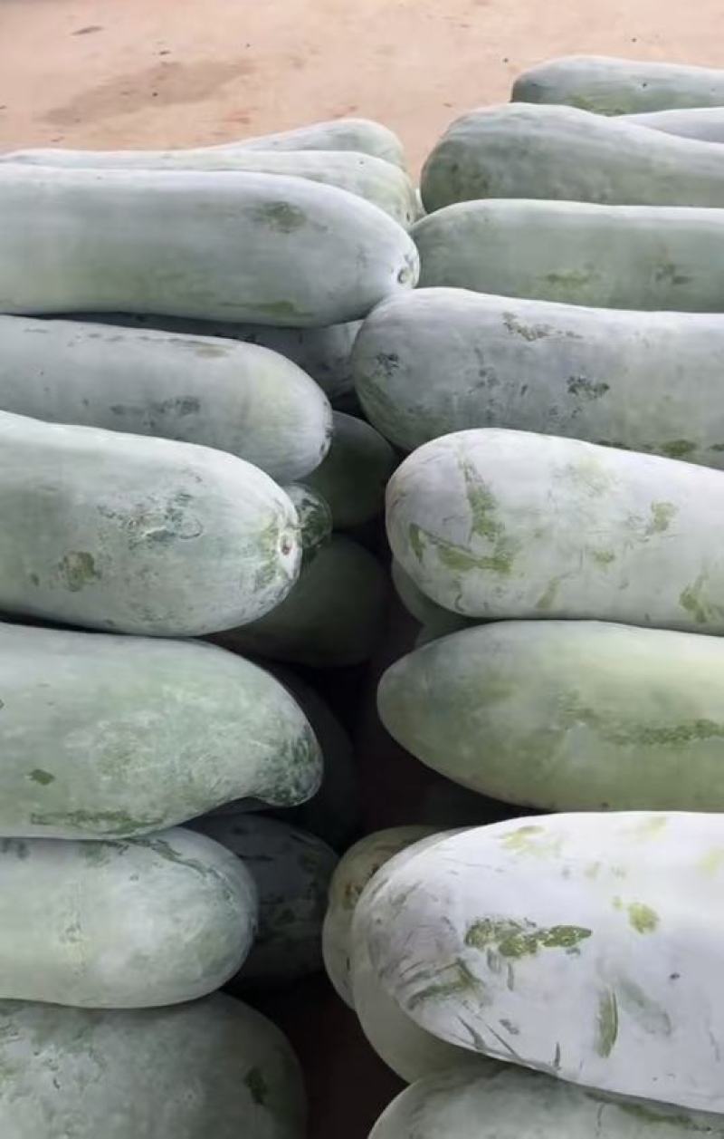 福建省白皮冬瓜一手货源产地直供，供应稳定，量大，货优