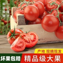西红柿，产地直供，品质保证价格优惠，欢迎咨询