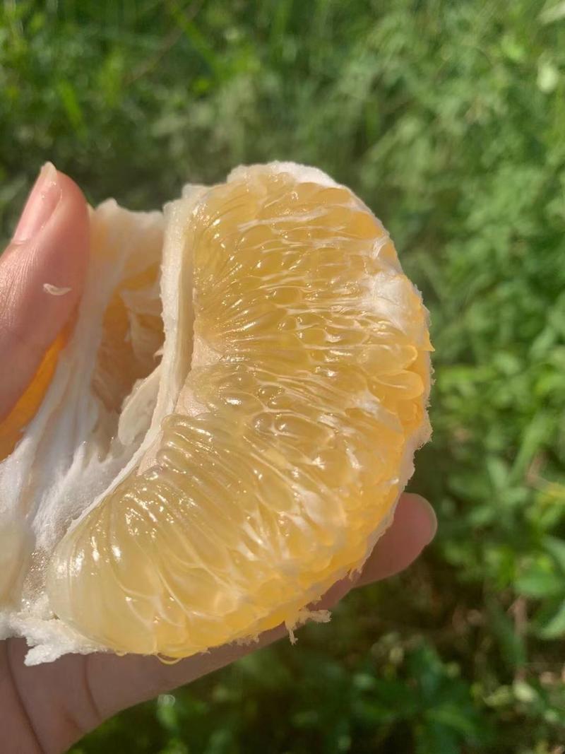 湖南柚子精品葡萄柚大量上市产地直发，汁水充盈