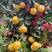 湖南柚子精品葡萄柚大量上市产地直发，汁水充盈