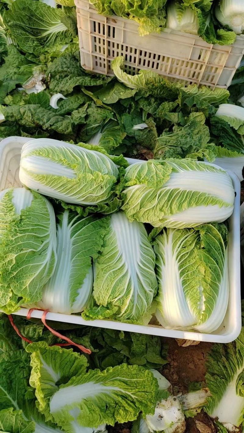 黄心白菜贵州产地对接全国客商价格低规格全欢迎咨询