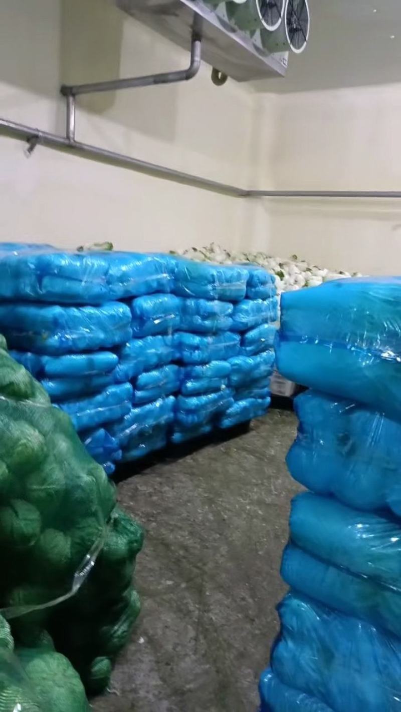 黄心白菜贵州产地对接全国客商价格低规格全欢迎咨询