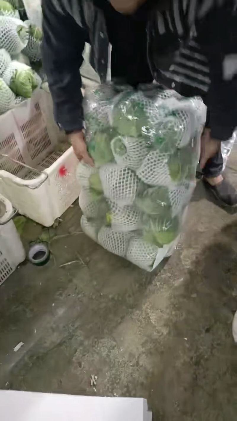 黄心白菜贵州产地对接全国客商价格低规格全欢迎咨询