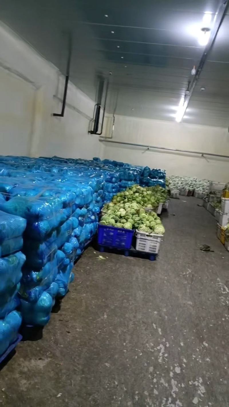 黄心白菜贵州产地对接全国客商价格低规格全欢迎咨询