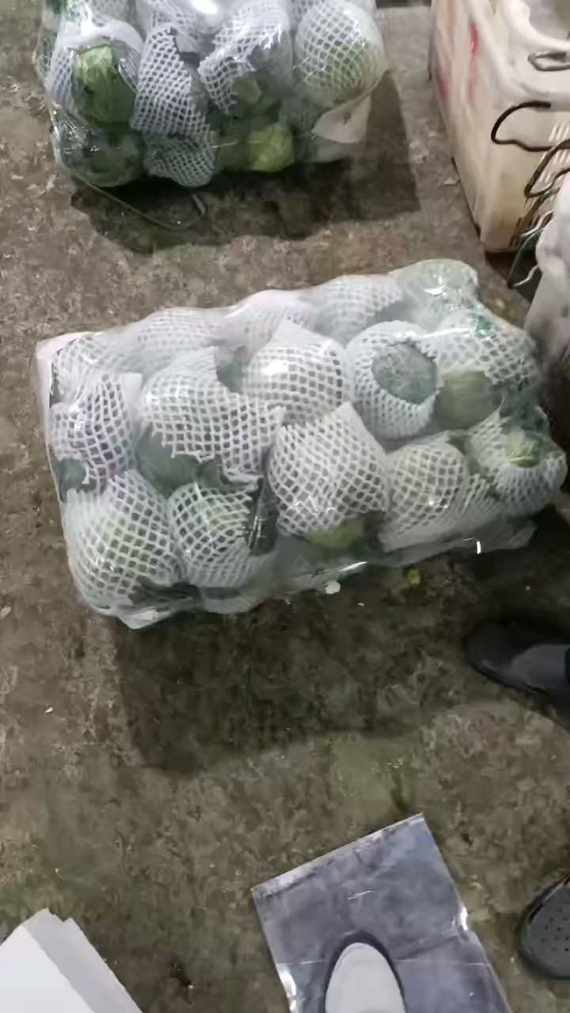 黄心白菜贵州产地对接全国客商价格低规格全欢迎咨询