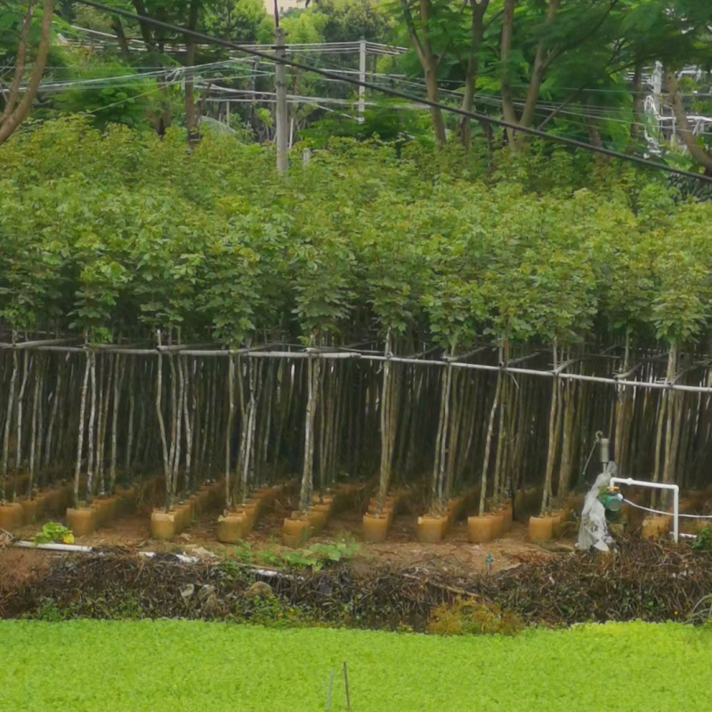 黄花风铃木