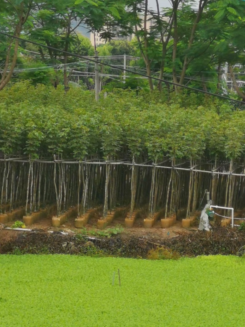 黄花风铃木