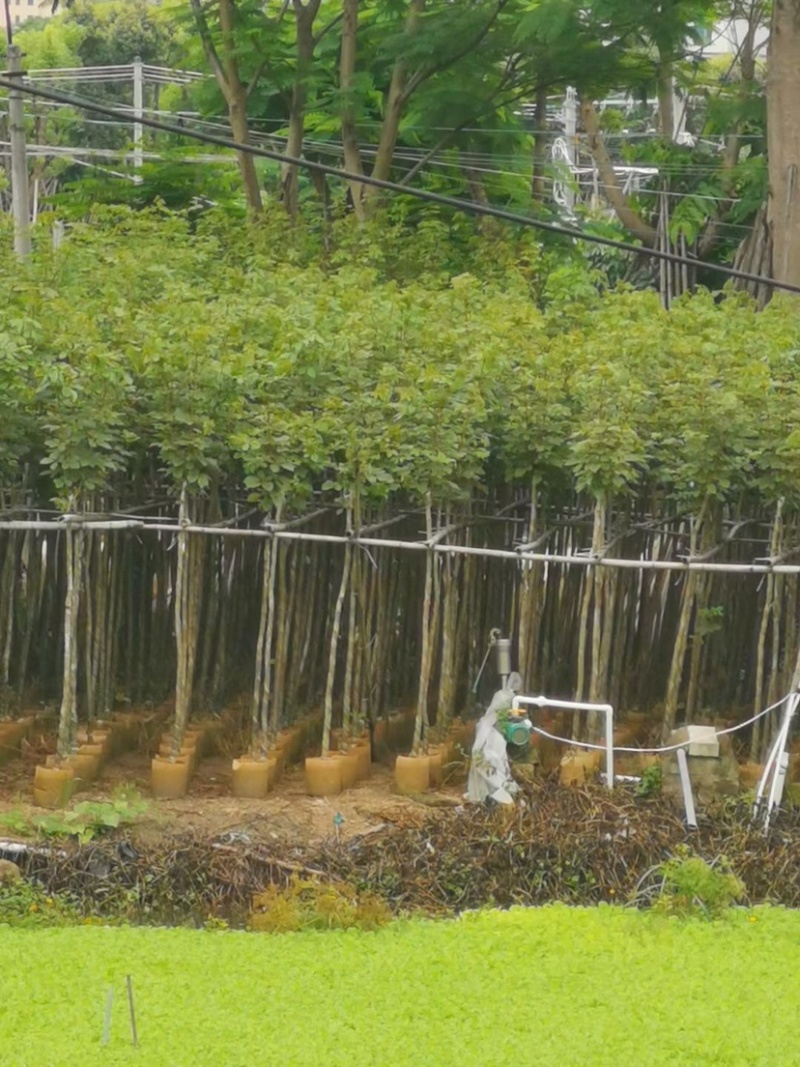 黄花风铃木