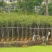 黄花风铃木