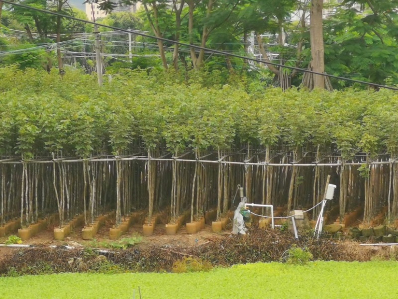 黄花风铃木