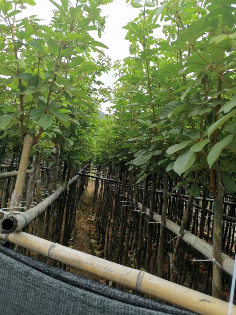 黄花风铃木