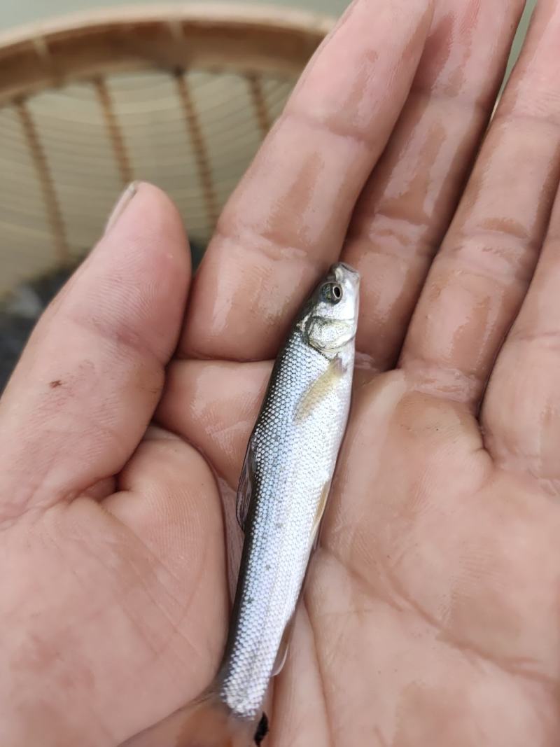 淡水银鳕鱼是一种营养丰富的鱼。淡水银鳕鱼苗