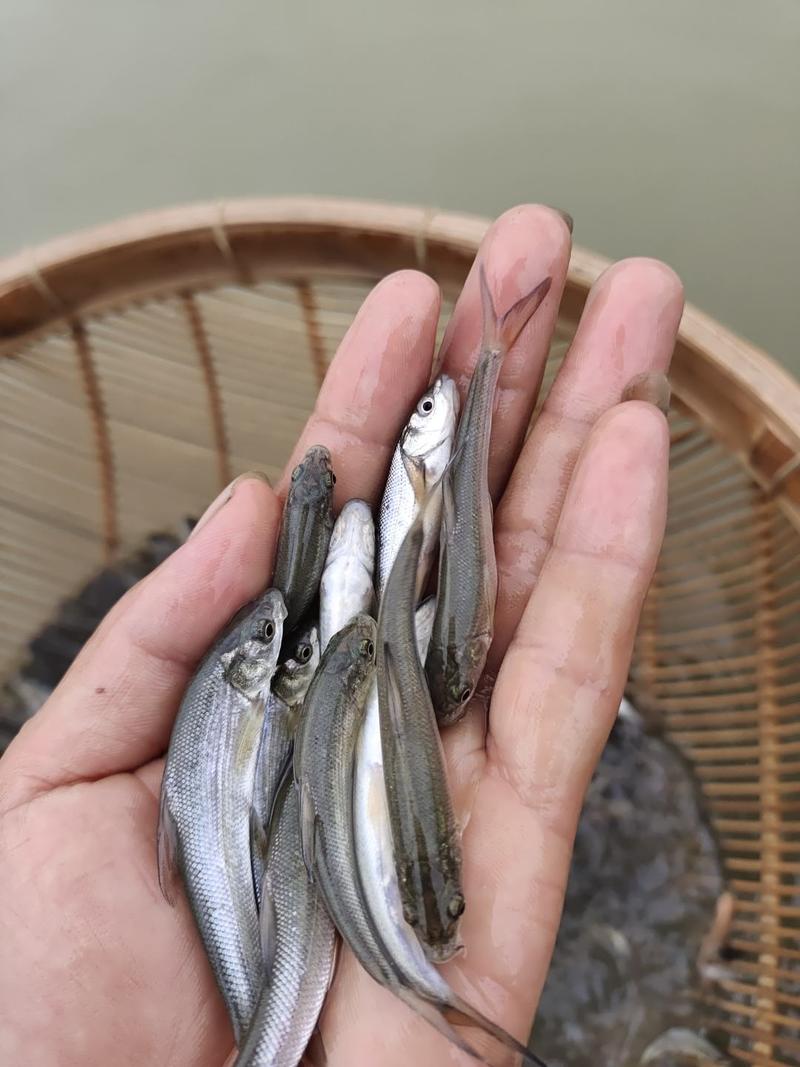 淡水银鳕鱼是一种营养丰富的鱼。淡水银鳕鱼苗