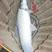 淡水银鳕鱼是一种营养丰富的鱼。淡水银鳕鱼苗