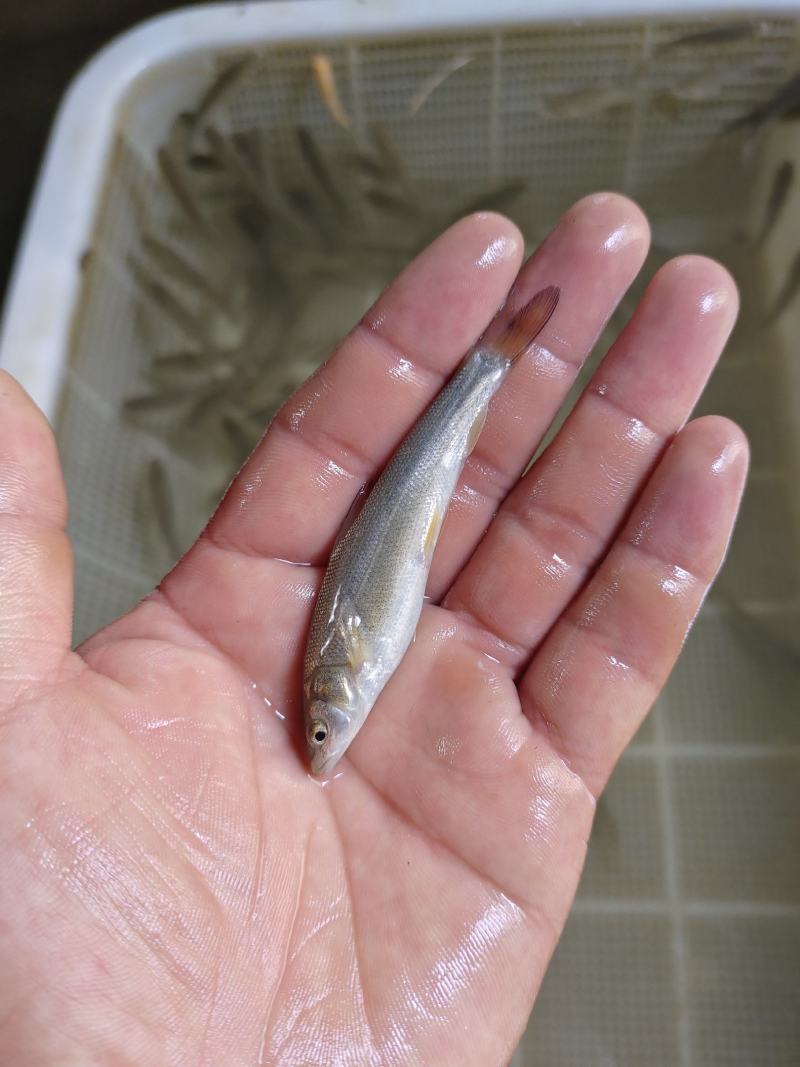 淡水银鳕鱼是一种营养丰富的鱼。淡水银鳕鱼苗