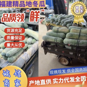 福建建瓯白皮睡地冬瓜已上市，基地直供，量大，保质，全国发