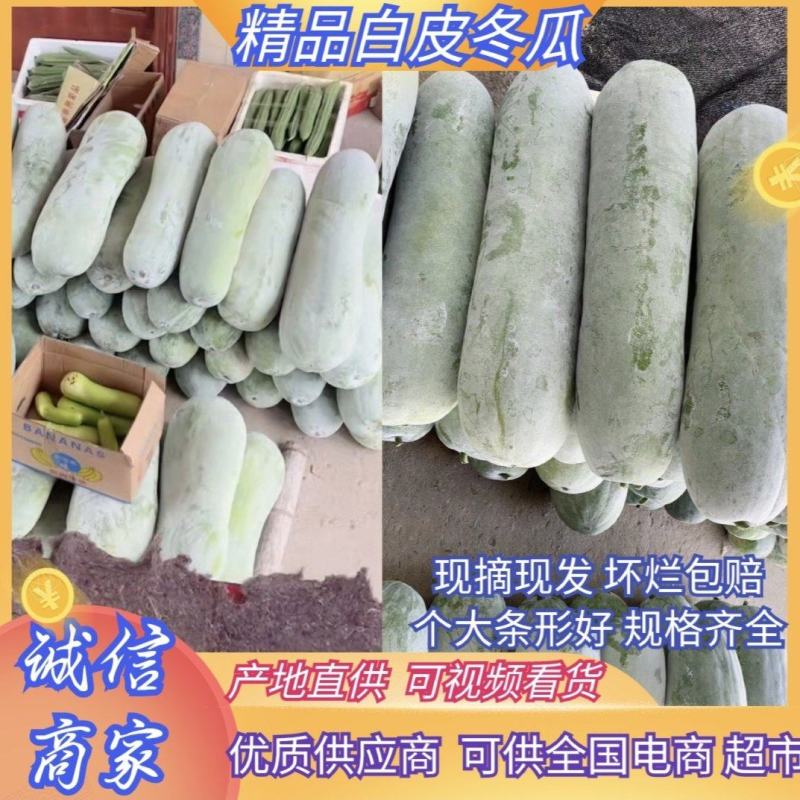 福建省白皮冬瓜一手货源产地直供，供应稳定，量大，货优